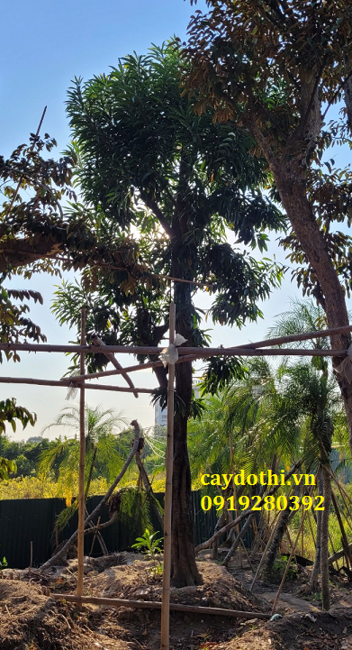 Cây Trứng Gà Bonsai – Tạo Điểm Nhấn Cho Không Gian Sống